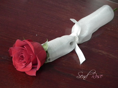 single red rose